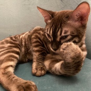 chaton Bengal seal silver spotted / rosettes sepia Tanaka Chatterie des Omaticayas