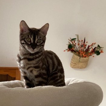 chaton Bengal seal silver spotted / rosettes sepia Tanaka Chatterie des Omaticayas