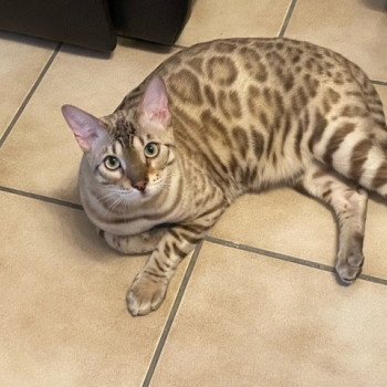 chaton Bengal tabby mink Socrate Chatterie des Omaticayas