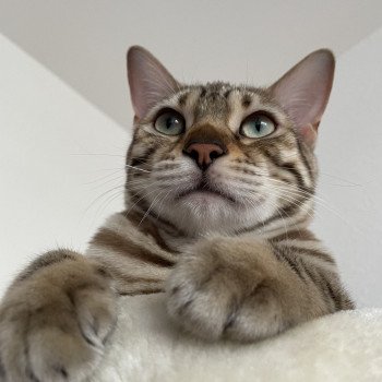 chaton Bengal tabby mink Shy'm Chatterie des Omaticayas
