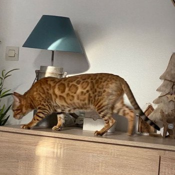 chat Bengal brown spotted / rosettes Rajni Chatterie des Omaticayas