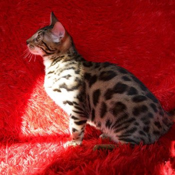 chaton Bengal brown spotted tabby Sherlock Chatterie des Omaticayas