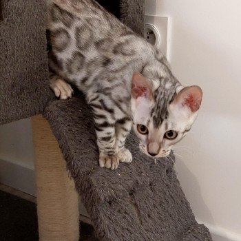 chaton Bengal black silver spotted / rosettes Tséyang Chatterie des Omaticayas