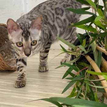 chaton Bengal black silver spotted / rosettes Tséyang Chatterie des Omaticayas
