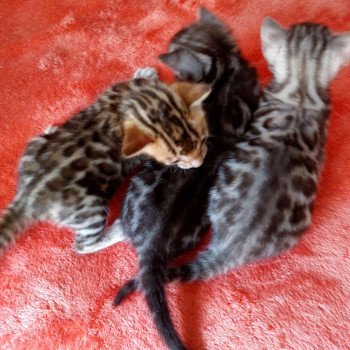 chaton Bengal black silver spotted tabby TATOO Chatterie des Omaticayas