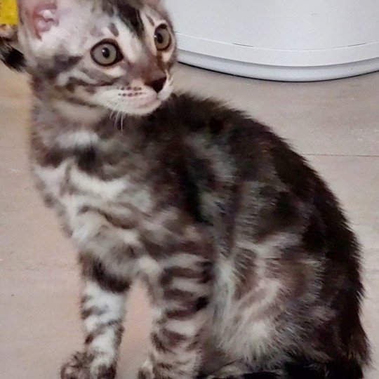 chaton Bengal black silver spotted / rosettes Tom Chatterie des Omaticayas