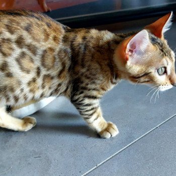 chaton Bengal brown spotted / rosettes Tequila (RF) Chatterie des Omaticayas