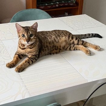 chat Bengal brown spotted / rosettes Tequila Chatterie des Omaticayas