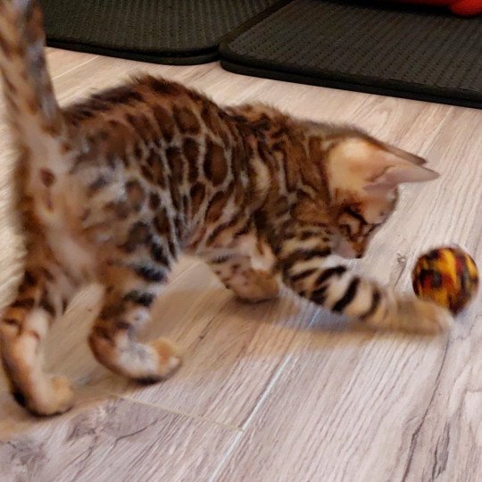 chaton Bengal brown spotted tabby Tess Chatterie des Omaticayas