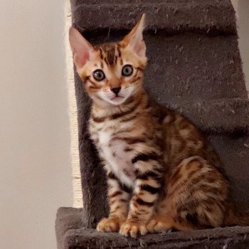 chaton Bengal brown spotted / rosettes Tess Chatterie des Omaticayas