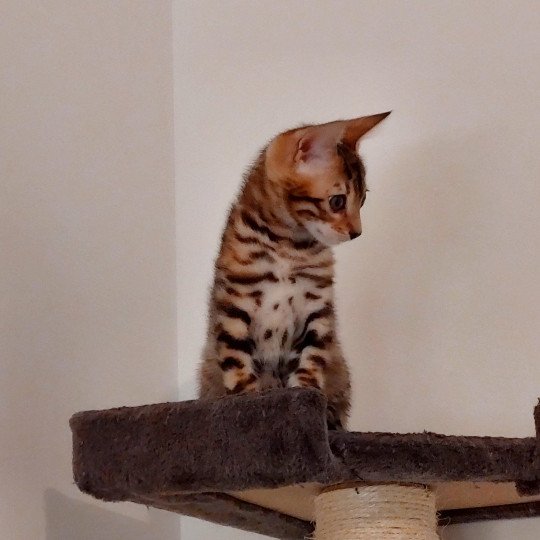 chaton Bengal brown spotted / rosettes Tonka Chatterie des Omaticayas