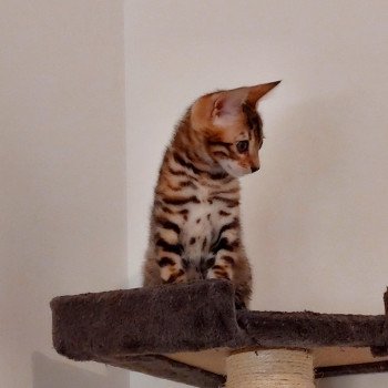 chaton Bengal brown spotted / rosettes Tonka Chatterie des Omaticayas