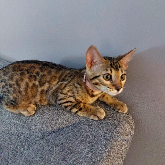 chaton Bengal brown spotted / rosettes Turquoise (RC) Chatterie des Omaticayas
